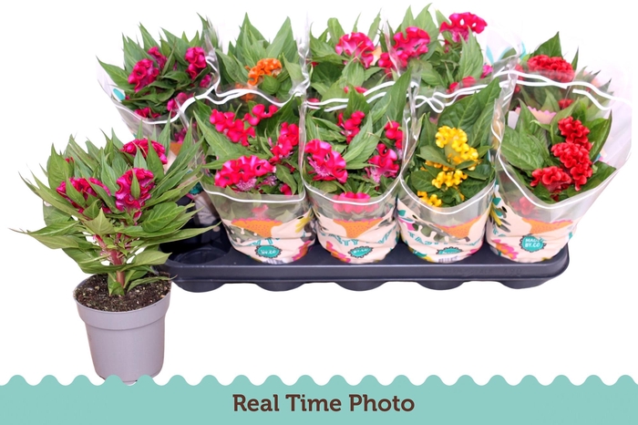 <h4>CEL CR TWIST GEM</h4>