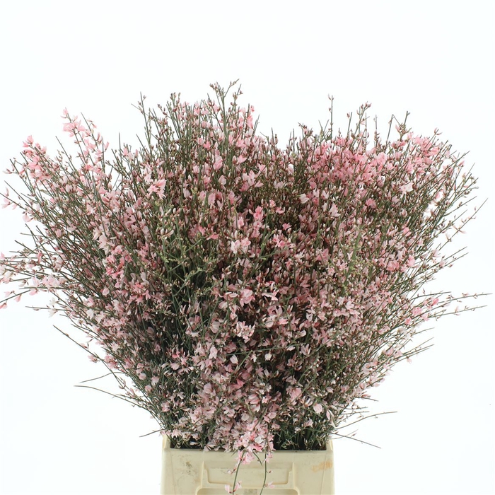 <h4>Ginster Rose P Bunch 400gram</h4>