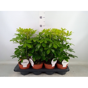 Schefflera arbor. 'Nora'