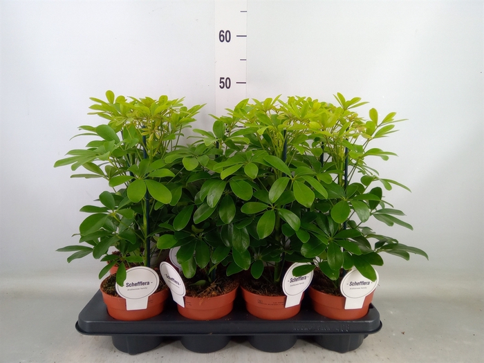 <h4>Schefflera arbor. 'Nora'</h4>