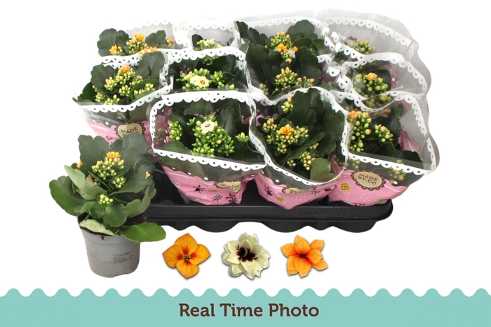 <h4>KAL GE GEM TWEEKL BL</h4>