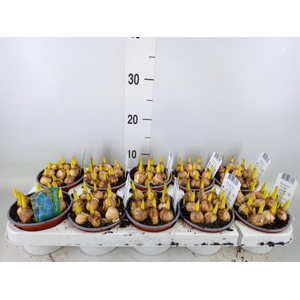 Muscari 'Magic Blue'