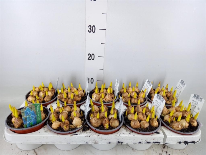 <h4>Muscari  'Magic Blue'</h4>