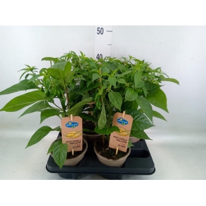 Capsicum annuum   ...peper