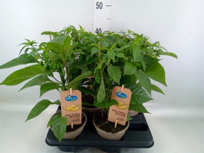 <h4>Capsicum annuum   ...peper</h4>