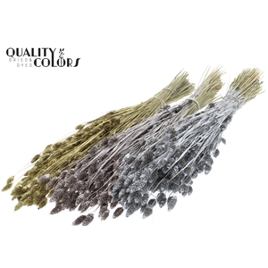 Phalaris per bunch Mixed colours Wedding