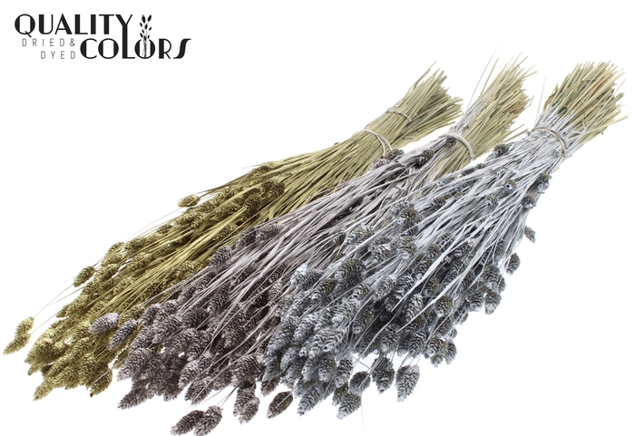 <h4>Phalaris per bunch Mixed colours Wedding</h4>