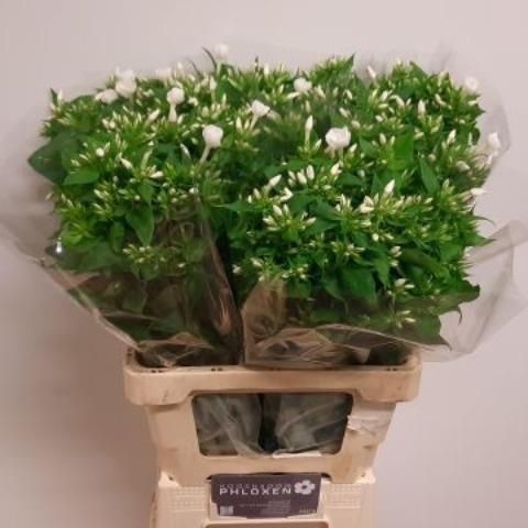<h4>PHLOX P DANIELLE</h4>