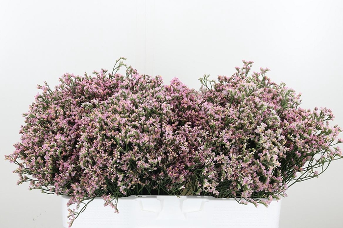 <h4>Lim Sin Blush Dia</h4>