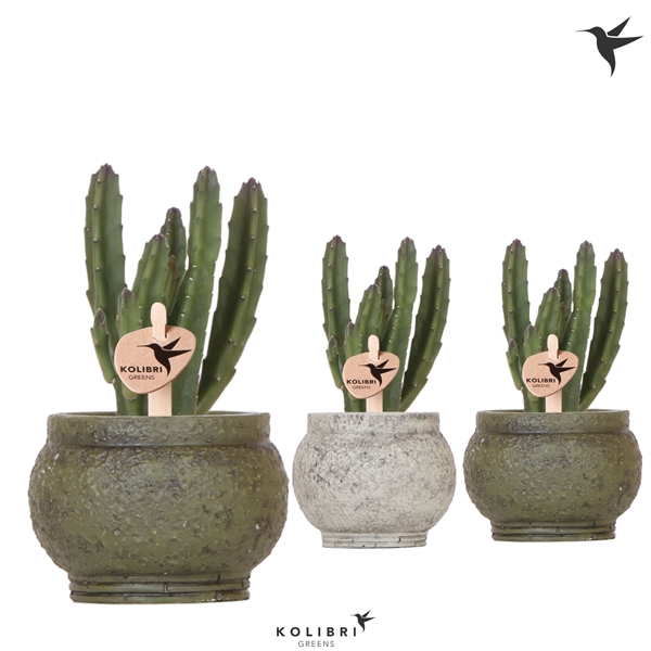 <h4>Kolibri Greens Stapelia Leendertziae in Ancient pot green mix</h4>