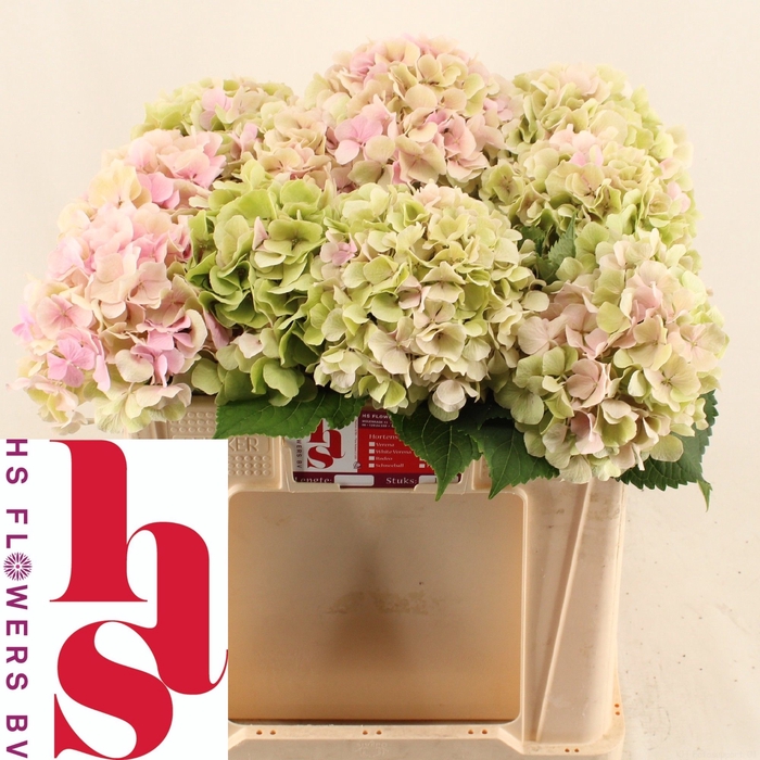 <h4>HYDR M CH VERENA CL</h4>