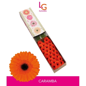 Germini Caramba Doos