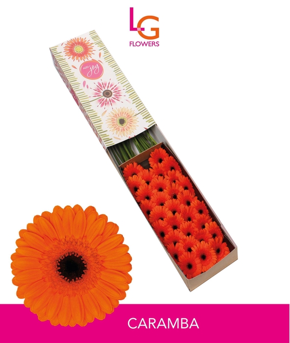 <h4>Germini Caramba Doos</h4>