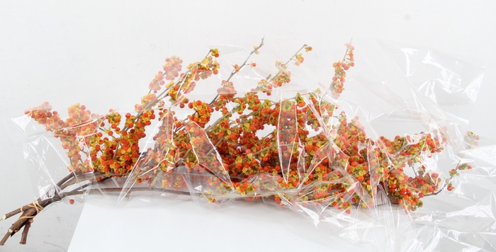 <h4>CELAS SC NICO BES 70CM EXTRA</h4>