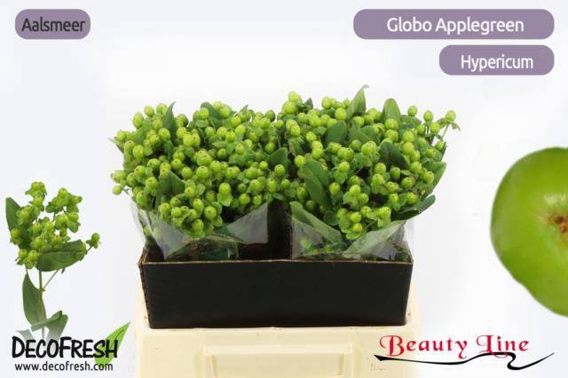 <h4>HYP GLOBO APPLEGREEN</h4>