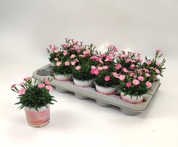 <h4>DIAN DI PEACH PARTY</h4>