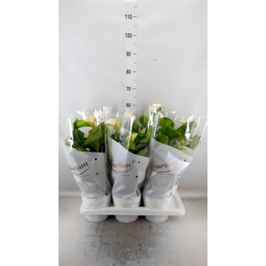 Anthurium andr. 'White Champion'