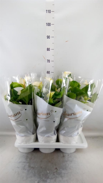 <h4>Anthurium andr. 'White Champion'</h4>