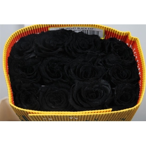 R Gr Velvet Black Ec