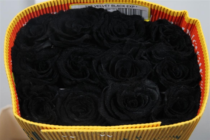 <h4>R Gr Velvet Black Ec</h4>