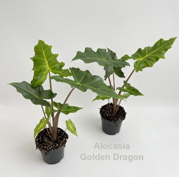 <h4>Alocasia</h4>
