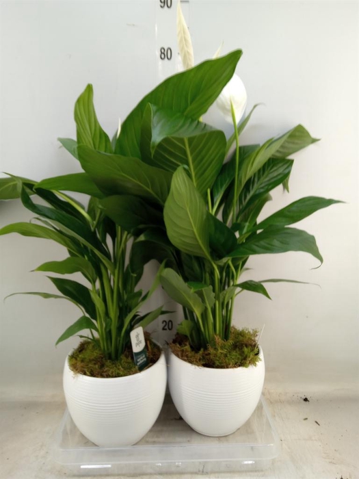 <h4>Spathiphyllum  'Bingo Cupido'</h4>