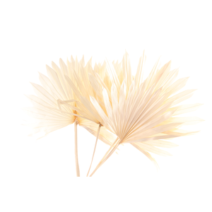 Palm Sun White Bleached
