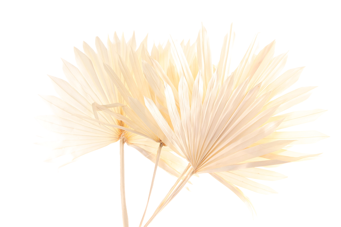 <h4>Palm Sun White Bleached</h4>