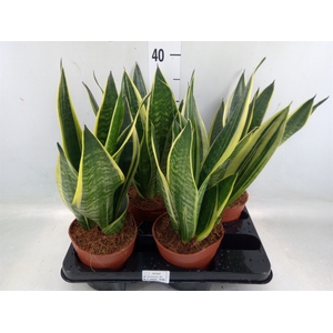 Sansevieria trifa.   ...