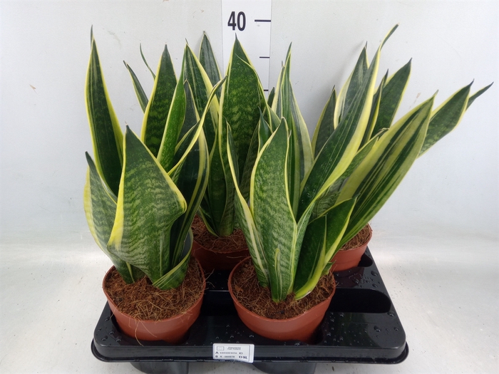 <h4>Sansevieria trifa.   ...</h4>