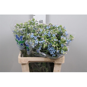 Oxy Co Tan Pure Blu