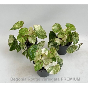 Begonia