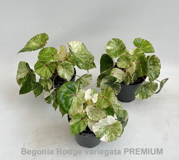 <h4>Begonia</h4>