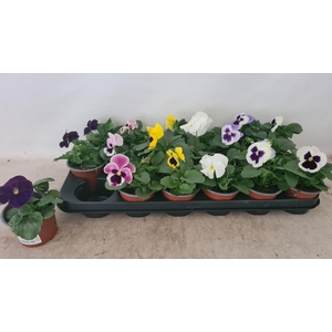 Viola F1 hybride mixkar