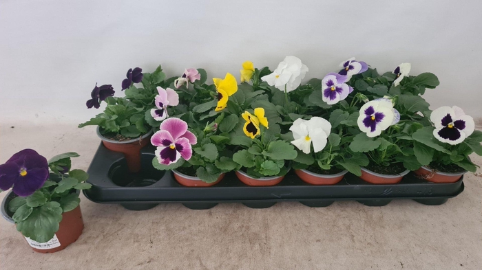 <h4>Viola F1 hybride mixkar</h4>