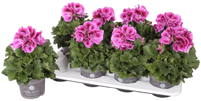 <h4>Pelg. Bella Donna Lila 12cm</h4>