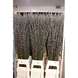 Salix Wilgenkatjes 180cm P Stem