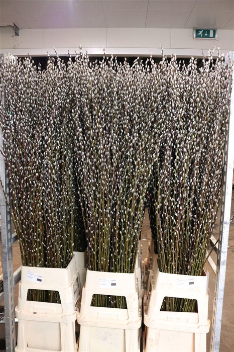 <h4>Salix Wilgenkatjes 180cm P Stem</h4>