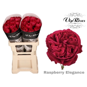R GR RASPB ELEGANCE x 20