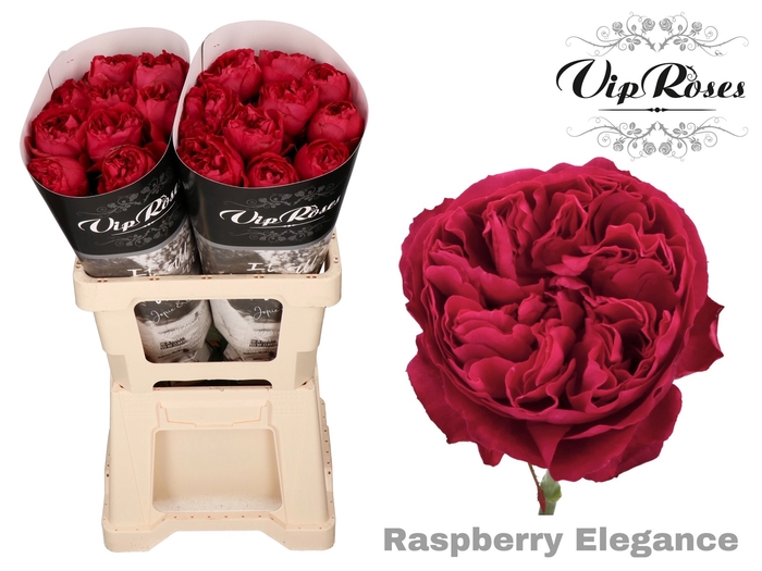 R GR RASPB ELEGANCE x 20