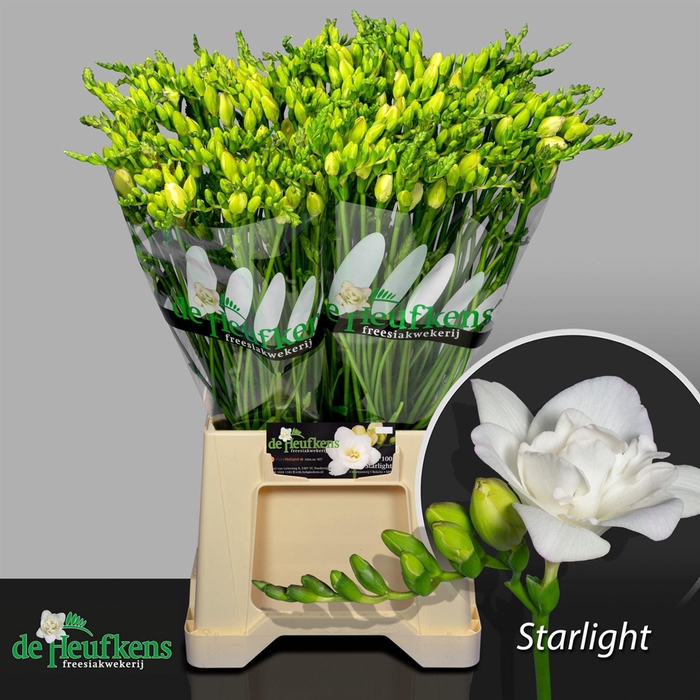 <h4>Freesia du Starlight</h4>
