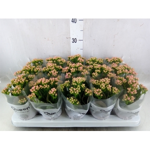 Kalanchoe  'MoreFlow Lillian'