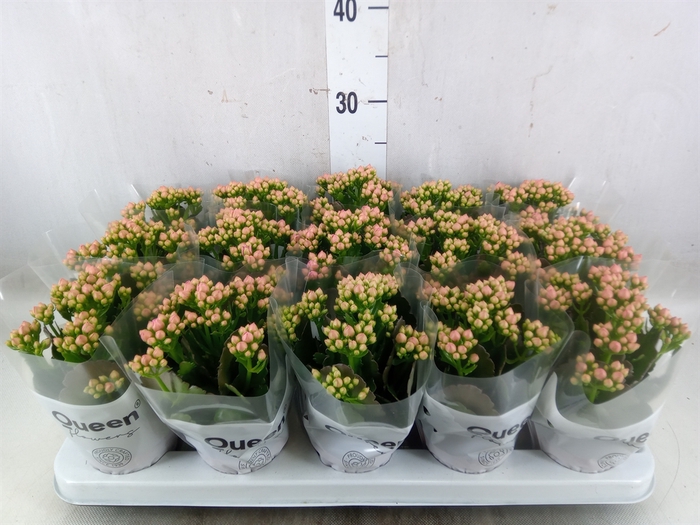 <h4>Kalanchoe  'MoreFlow Lillian'</h4>