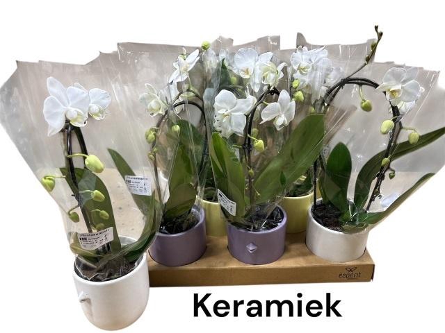 <h4>ARR PHAL 1 TAK</h4>