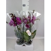 Phalaenopsis   ...lilac