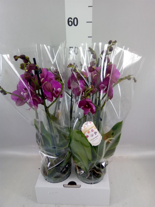 Phalaenopsis   ...lilac
