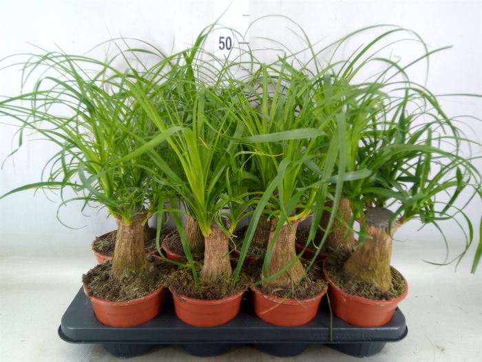 <h4>Beaucarnea recurvata</h4>