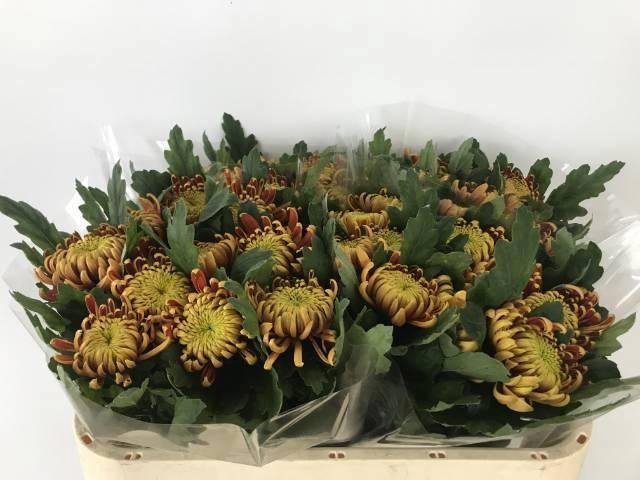 <h4>CHR G FUEGO RED</h4>