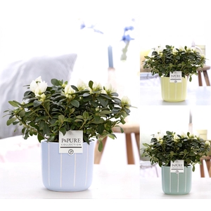 1st class Azalea white in P&PURE Fleur ceramics ass.3