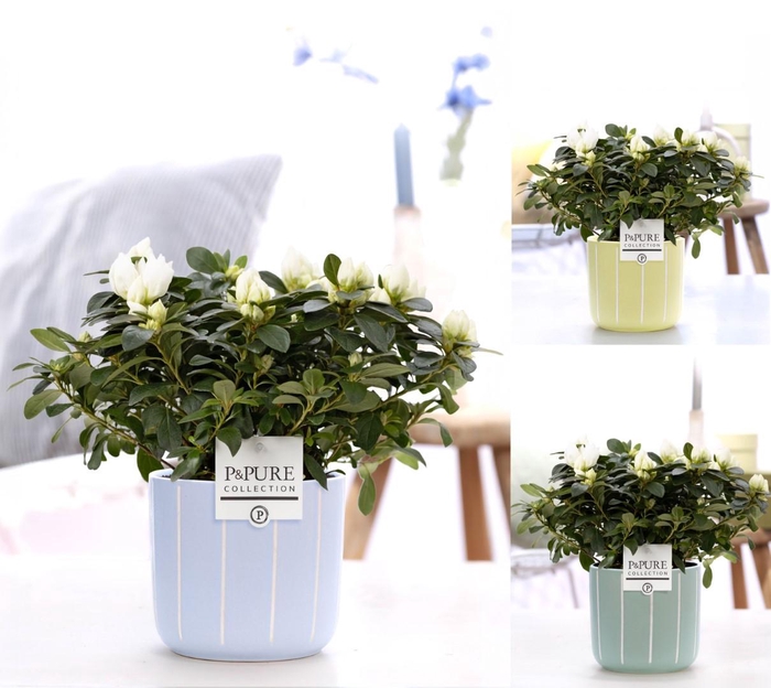 <h4>1st class Azalea white in P&PURE Fleur ceramics ass.3</h4>
